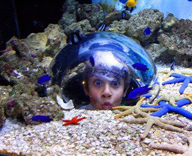 Sea Life Sunshine Coast - Accommodation Main Beach 0