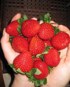 The Strawberry Farm - Accommodation Main Beach 0