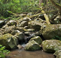 Booyong walking track - Accommodation Main Beach