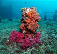 HMAS Brisbane Dive Site - Accommodation Main Beach
