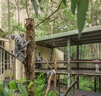 Daisy Hill Koala Centre - Accommodation Main Beach