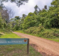 Antarctic Beech picnic area - Accommodation Main Beach