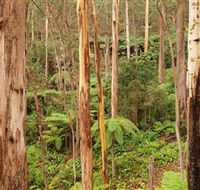 Cycle Mogo State Forest - Accommodation Main Beach