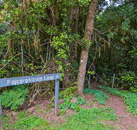 Falcorostrum loop walking track - Accommodation Main Beach