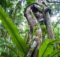 Tamborine Rainforest Skywalk - Accommodation Main Beach
