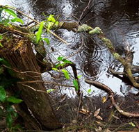 Mogo Bushwalk - Accommodation Main Beach