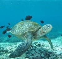 Flinders Reef Dive Site - Accommodation Main Beach