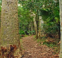 Depot Beach Rainforest walk - Accommodation Main Beach