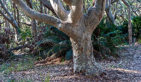 Myrtle Beach Walking Track - Accommodation Main Beach 1