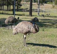 Glen Ian Ostrich and Emu Farm - Accommodation Main Beach