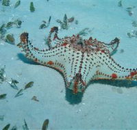 The Pines Dive Site - Accommodation Main Beach