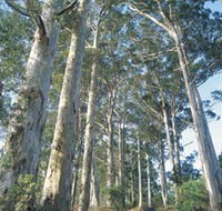 The Great Forest Trees Drive - Accommodation Main Beach