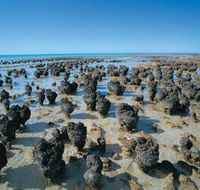 Hamelin Pool Stromatolites - Accommodation Main Beach