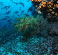 Henderson Rock Dive Site - Accommodation Main Beach