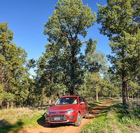 Wallingat Forest drive