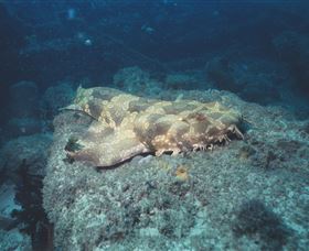 Scottish Prince Dive Site - Accommodation Main Beach 0