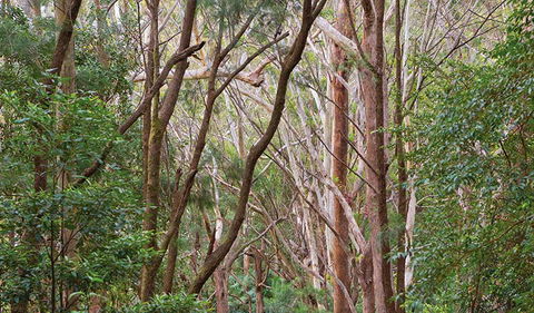 Ulidarra National Park - Accommodation Main Beach 1
