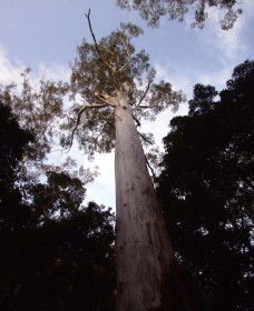 Orara East State Forest - Accommodation Main Beach 3