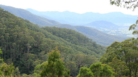 South East Forests National Park - Accommodation Main Beach 1
