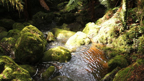 South East Forests National Park - Accommodation Main Beach 0