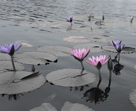 Abundance Lifestyle And Garden - Accommodation Main Beach 8