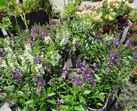 Abundance Lifestyle And Garden - Accommodation Main Beach 7