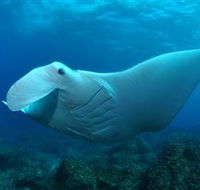 Manta Bommie Dive Site - Accommodation Main Beach