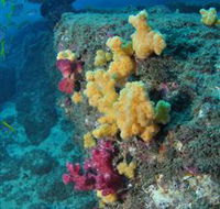 Shag Rock Dive Site - Accommodation Main Beach