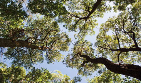 Coffs Coast Regional Park - Accommodation Main Beach 2