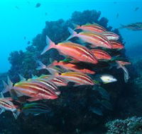Flat Rock Dive Site - Accommodation Main Beach