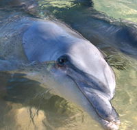 Dolphins of Monkey Mia - Accommodation Main Beach