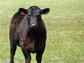 Denham Farm Beef And Lamb - Accommodation Main Beach 0