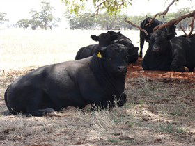 Denham Farm Beef And Lamb - Accommodation Main Beach 1
