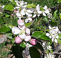 Avro Park Orchards - Accommodation Main Beach