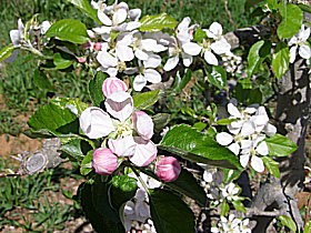 Avro Park Orchards - Accommodation Main Beach 0