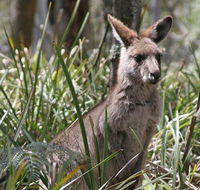 Blue Mountains Guides - Accommodation Main Beach