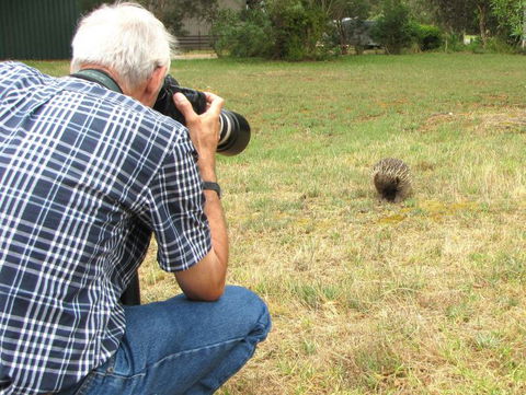 Echidna Walkabout Nature Tours - Accommodation Main Beach 7