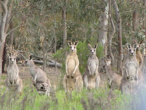 Echidna Walkabout Nature Tours - Accommodation Main Beach 17