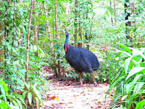 Daintree Safaris - Accommodation Main Beach 0