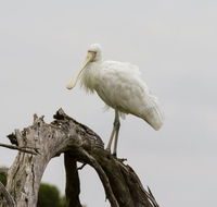 Melbourne Birding Tours - Accommodation Main Beach