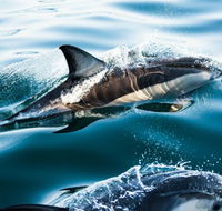 Dolphin Swim Australia - Accommodation Main Beach