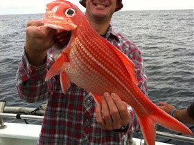 Goin' Off Safaris - Accommodation Main Beach 0