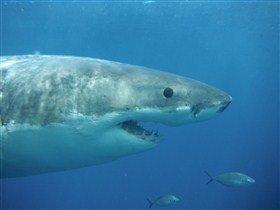 Goin' Off Safaris - Accommodation Main Beach 4