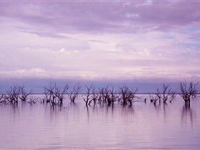 Tri State Safaris - Accommodation Main Beach 8