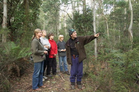 Great Western Tiers Forest Walks Tasmania - Accommodation Main Beach 2