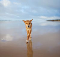 Fraser Island Adventure Tours - Accommodation Main Beach