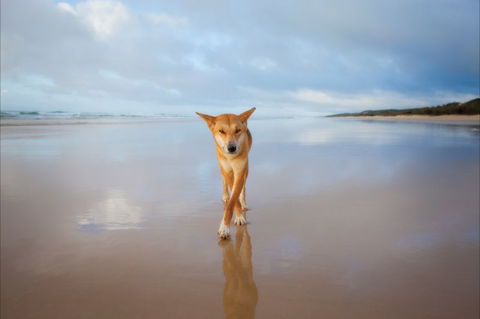 Fraser Island Adventure Tours - Accommodation Main Beach 1