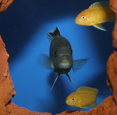River To Reef Aquarium - Accommodation Main Beach 1