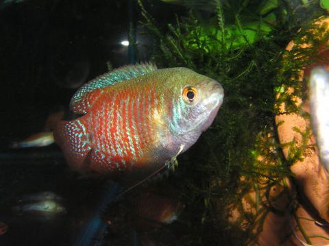 River To Reef Aquarium - Accommodation Main Beach 4