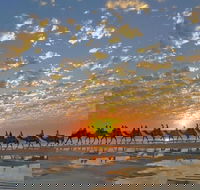 1 Hour Broome Sunset Camel Tour - Accommodation Main Beach